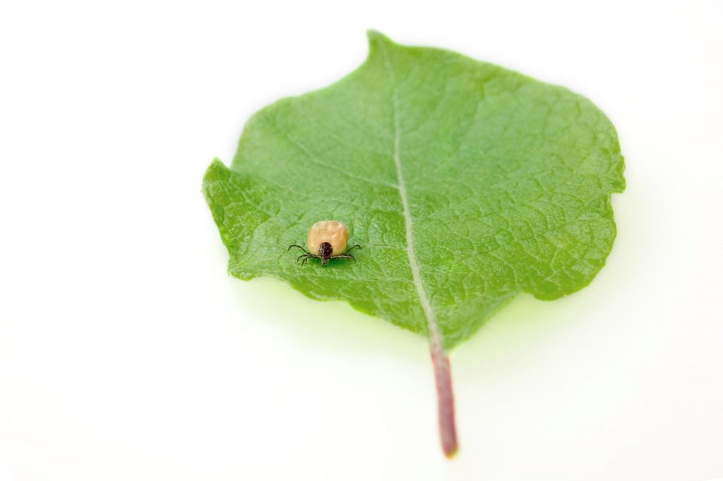 tick on a leaf