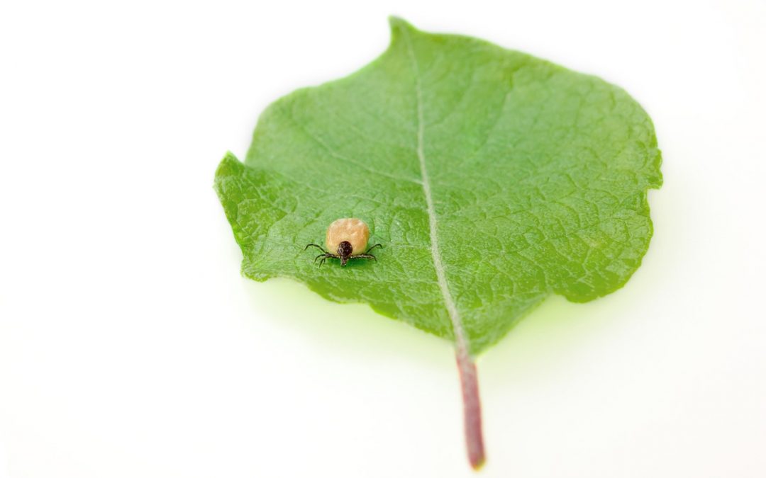 tick on a leaf